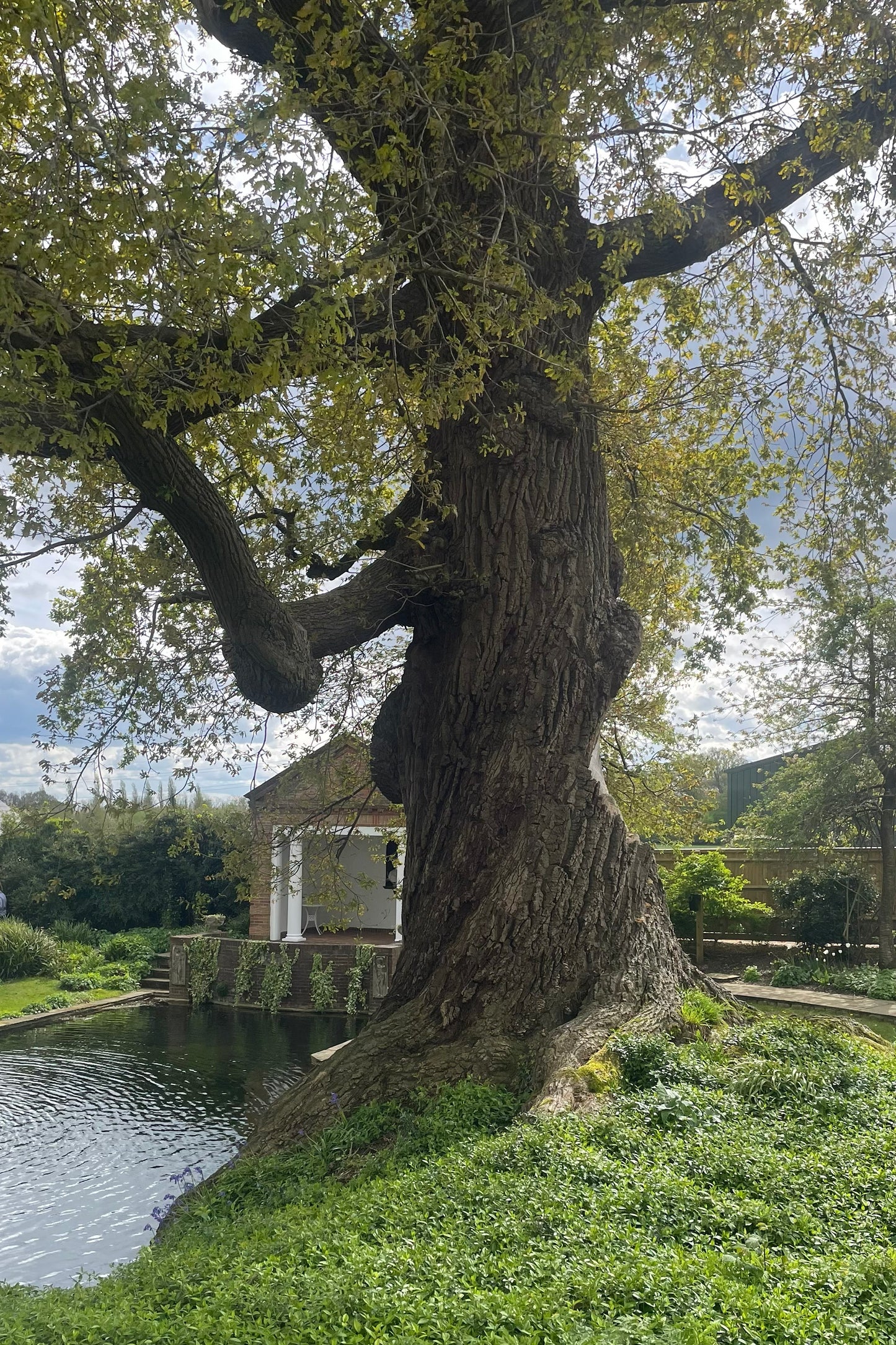 Micklefield Hall Oak Twig Cufflinks